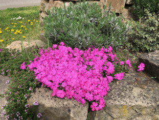 Frühlingsblumen in der Pfalz